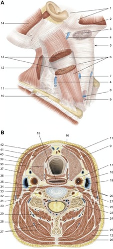 Figure 6 Fascias of the neck. Deep traumas can also affect the fascia and the viscera, which then go through an identical healing process. Reproduced with permission Anastasi et al. AA VV, Anatomia dell’uomo, 4 ed, Edi.ermes, Milano [Human anatomy].Citation114