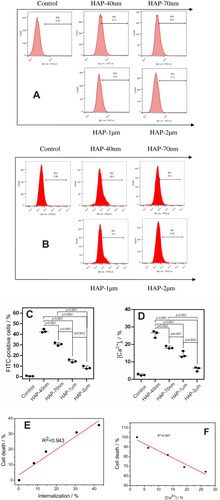 Figure 4 Flow cytometry analysis of internalized HAP crystals (A) and intracellular Ca2+ ion concentration [Ca2+]i (B) in HK-2 cells after injury by HAPs with different sizes. Quantitative analysis results of internalized HAP crystals (C) and [Ca2+]i (D). The linear relationship of cell death rate and the proportion of cells with internalized crystals (E). The linear relationship of [Ca2+]i and cell viability (F). R2 is a linear correlation coefficient. Crystal concentration: 250 μg/mL; treatment time: 24 h.