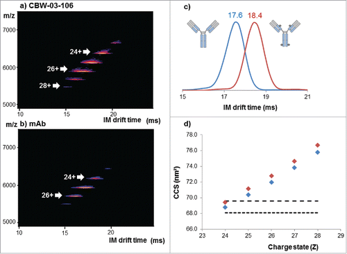 Figure 5. Native IM-MS analysis of deglycosylated CBW-03-106 and its parental mAb form. Plots of m/z vs. drift time for CBW-03-106 (a) and mAb (b). Extracted ATDs corresponding to the 24+ charge state of the parental mAb (blue) and CBW-03–106 (red) at a trap collision voltage of 4 V (c). Measured TWCCSN2 (nm2) of the parental mAb (blue diamonds) and CBW-03–106 (red diamonds) as a function of ESI charge state (d).