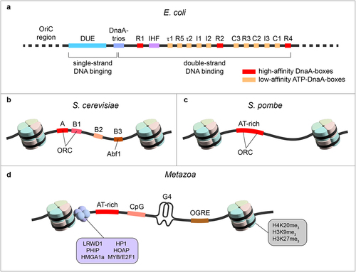 Figure 1. DNA sequence specificity of yeast and mammalian replication origin. (a) Illustration of sequence elements of E. coli replication origin (oriC). The DUE is flanked on one side by multiple high- and weak-affinity DnaA-boxes. Specific replication origin sequence elements for S. cerevisiae (b), S. pombe (c), and metazoan cells (d) are shown. DUE – DNA unwinding element, IHF – integration host factor, G4 – G quadruplex, OGRE – origin G-rich repeated element.