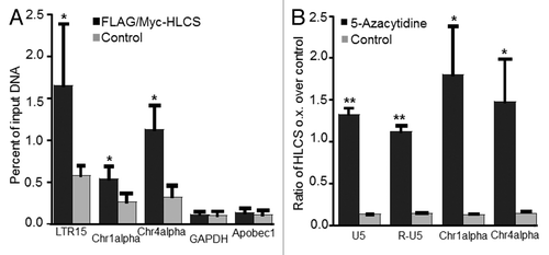 Figure 5. The effects of HLCS on LTR repression depend on DNA methylation. (A) The enrichment of H3K9me3 marks in loci coding for LTR15, Chr1alpha, Chr4alpha, GAPDH and Apobec1 was quantified by chromatin immunoprecipitation assay/qRT-PCR in HEK293 HLCS overexpression cells and control cells (H = 6.9018, 1 d.f., *p-value = 0.0086 HLCS overexpression vs. control; H = 4.8402, 1 d.f., *p-value = 0.0278 for Chr1alpha; H = 6.8598, 1 d.f., p-value = 0.0088 for Chr4alpha; H = 0.1756, 1 d.f., p-value = 0.6752 for GAPDH; H = 0.7245, 1 d.f., p-value = 0.3947 for Apobec1). (B) The transcription of LTRs, Chr1alpha and Chr4alpha was repressed in HLCS overexpression HEK293 cells compared with controls. Treatment of 5-azacytidine (1 µM) abrogated the effects of HLCS on repeat repression (**p-value < 0.0001, *p-value < 0.05, 5-azacytidine treatment vs. control).