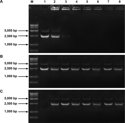 Figure 2 Detection of SiO2 nanoparticles loaded with plasmid DNA for connection, release, and protection properties.Notes: (A) Agarose gel electrophoresis of the amino-modified silica-DNA complexes. Maker (M): DL 15,000 marker. Lane 1: plasmid DNA. Lanes 2–8: the mass ratios of SiO2 to plasmid DNA were 1:5, 1:1, 5:1, 10:1, 20:1, 30:1, and 40:1, respectively. (B) Stability analysis of the plasmid DNA binding with SiO2 nanoparticles. (C) Analysis of protection of the plasmid DNA from DNase I digestion. Maker (M): DL 15,000 marker. Lane 1: plasmid DNA. Lanes 2–8: the mass ratios of SiO2 to plasmid DNA were 1:5, 1:1, 5:1, 10:1, 20:1, 30:1, and 40:1, respectively.