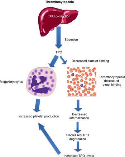 Figure 3 Increased thrombopoietin levels in thrombocytopenia lead to increased platelet production.