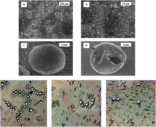 Figure 5. SEM Micrographs: (A, B) pH-responsive microcapsules, (C) close-up pH-responsive microcapsules, and (D) damaged microcapsules.