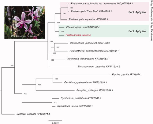 Figure 1. Maximum-likelihood tree reconstructed by RAxML based on complete chloroplast genome sequences from P. wilsonii, four Phalaenopsis species, and ten other orchids. Cattleya crispate was selected as an outgroup. Numbers on branches are bootstrap support values.