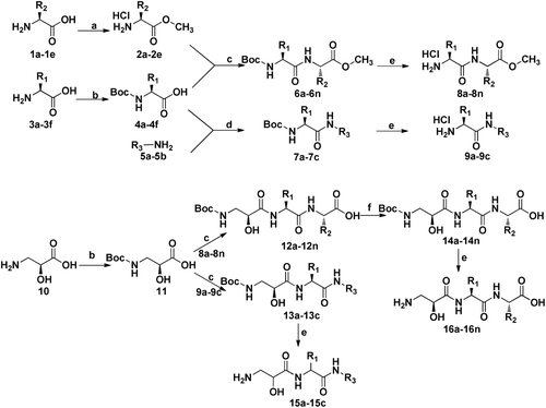 Scheme 1.  Reagents and conditions:(a) MeOH, concentrated HCl; (b) 1 M NaOH, MeOH, (Boc)2O; (c) HOBT/EDCI/DMAP/Et3N, anhydrous CH2Cl2;(d) HOBT/EDCI/DMAP, anhydrous CH2Cl2; (e) concentrated HCl/MeOH; (f) MeOH, 1 M LiOH.