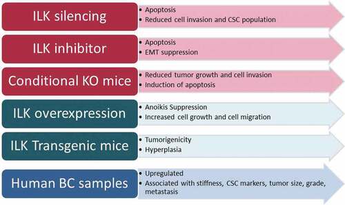 Figure 3. Summary of the studies performed in vitro, in vivo or in human BC samples regarding the role of ILK in BC using different experimental approaches.