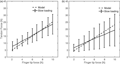 Figure 6. Comparison of FDP and FDS forces of model (dashed lines) and invivo measurement (solid lines) (Kursa et al. Citation2005) during pinch by index finger.