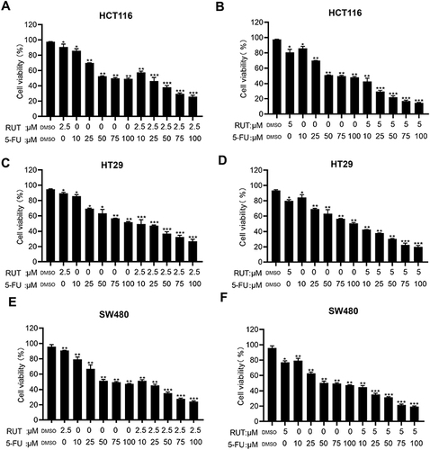 Figure 2 (A–F) MTT assay was used to evaluate cell viability rate of colorectal tumor cells (HCT116, HT29 and SW480) treated with DMSO, RUT (2.5, 5μM) and or 5-FU (10, 25, 50, 75, 100μM) for 24 h alone or in combination. n=3,*P < 0.05, **P < 0.01, ***P < 0.001 compared with DMSO group.