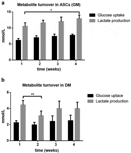 Figure 7. Metabolite turnover, analysed in conditioned media over the period of 4 weeks. Glucose uptake and lactate production in (a) human adipose-derived stem cells (hASC) cultured in growth media (GM) and (b) standard differentiation media (DM). Values are expressed as mean ± SEM, students t-test was used for statistical comparison between groups; *p < 0.05, **p < 0.01.