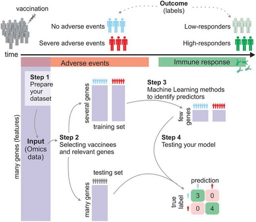 Figure 2. The main four steps for identifying discriminatory signatures for vaccine-induced immunity and reactogenicity.