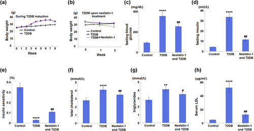 Figure 2. Effects of Nesfatin-1 on the indicators in the control and type 2 diabetes (T2DB) mice. (a) Changes in body mass over the period of T2DB induction. (b) Changes in body mass in T2DB upon nesfatin-1 treatment. (c) fasting blood glucose; (d) fasting insulin level; (e) insulin sensitivity; (f) total cholesterol; (g) triglycerides; (h) Serum low-density lipoprotein (LDL) level (**, ****, P < 0.01, 0.0001 vs. vehicle group; #, ##, P < 0.05, 0.01 vs. streptozotocin (STZ) mice).