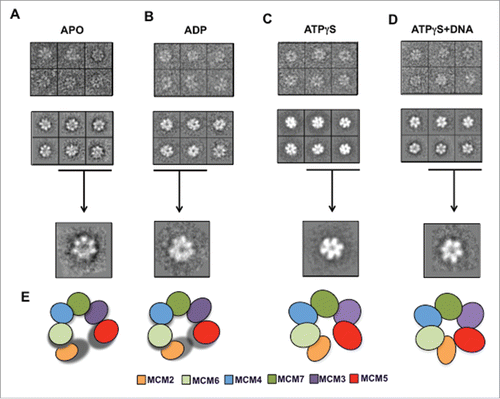 Figure 3. Detailed view of the negative stained preparations of the hMCM2-7 complex in the presence of different nucleotides. Gallery of raw particle images corresponding to top/bottom view (top row) of the apo (A), ADP (B), ATPγS (C) and ATPγS–DNA (D) preparations; reference free class-averages (middle raw); representative 2D class averages for each condition (lower raw). (E) Schematic representation of MCM2-7 complex stabilization as a consequence of binding of nucleotides and DNA.