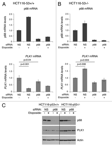 Figure 7. Effect of silencing p68 expression on PLK1 levels. Isogenic HCT116 cell lines (p53+/+ and p53−/−) were transfected with non-silencing siRNA (NS) as control, or p68 siRNA. The cells were subsequently exposed to the DNA damaging agent etoposide (20 μM) for 24 h, following which total RNA and protein were extracted. (A and B) p68 and PLK1 mRNA levels before and after etoposide treatment were measured relative to actin (control) by quantitative real-time PCR (qRT-PCR) in HCT116-p53+/+ (A) and HCT116-p53−/− (B) cells. The results presented are mean ± SD of 2 independent experiments, each performed in triplicate. P values were calculated using Student paired t test, where P < 0.05 is considered to be significant. (C) The extracted proteins were western blotted onto a nitrocellulose membrane and probed for p68 and PLK1 protein using p68- and PLK1-specific antibodies. Actin served as a control.