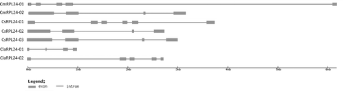 Figure 2. Exon/intron structures of the Cucurbitaceae RPL24 genes.