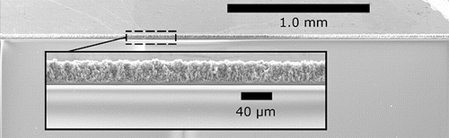 Figure 8. Low magnification SEM cross-sectional image displaying the uniformity of electrospray deposited films. This example was formed using 16 mg/mL P-25 TiO2 with Pe = 3.6 × 102.
