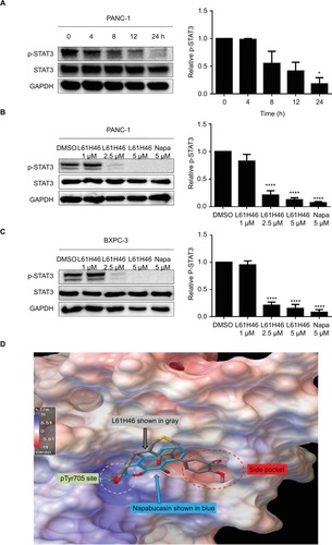 Figure 4 L61H46 inhibited constitutive phosphorylation of STAT3 in pancreatic cancer cells.Notes: (A) L61H46 (5 μM) time dependently (0, 4, 8, 12, and 24 h) inhibited STAT3 phosphorylation in PANC-1 cells. L61H46 dose dependently (1.0, 2.5, and 5 μM) inhibited STAT3 phosphorylation in PANC-1 (B) and BXPC-3 (C) human pancreatic cancer cells for 24 h; napabucasin is 5 μM. The column figure was the normalized optical density as a percentage of the relevant total STAT3 protein. (D) The docking modeling of L61H46 to the binding hot spots of STAT3 SH2 (protein code: 1BG1). STAT3 SH2 is in electrostatic potential surface representation. L61H46 is rendered in a gray stick-ball, and napabucasin is rendered in a blue stick-ball. L61H46 (gray stick-ball) occupied the main pTyr705 hot spot and the side pocket with a binding energy of −6.5 kcal/mol, which could effectively disrupt the native pTyr705 binding to prevent STAT3 SH2 dimerization. As a comparison, the known inhibitor napabucasin (blue stick-ball) had similar binding modes and energy, binding to the pTyr705 site and partially to the side pocket with a binding energy of −6.1 kcal/mol. Data represent similar results from at least three independent experiments. *P<0.05, ****P<0.0001.Abbreviations: GAPDH, glyceraldehyde-3-phosphate dehydrogenase; Napa, napabucasin.