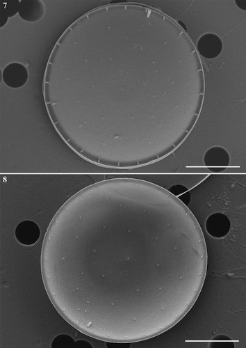 Figs 7, 8. Thalassiosira sinica, SEM. Fig. 7. External valve view. Fig. 8. Internal valve view. Scale bars: Figs 7, 8, 10 µm.