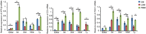 Fig. 3. Gene expression related to oxidation in cardiac and skeletal muscle during development.Notes: ATPase-ß, citrate synthase (CS), and pyruvate dehydrogenase (PDH1) are related to mitochondrial oxidation, which were up-regulated in PMM compared with CM and LDM in this study. The data were normalized to the highest expression of the three muscles and presented as mean ± SD. n = 3 for each age stages of tissues. CM: cardiac muscle, LDM, longissimus dorsi muscle, PMM: psoas major muscle.**p < 0.01, *p < 0.05.