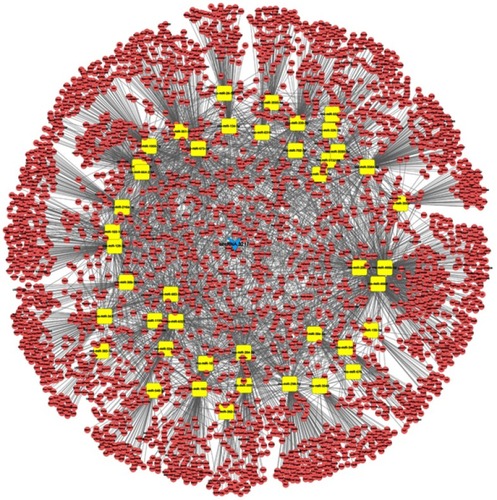 Figure 4 The subnetwork of circRNA-3217. A total of 44 miRNA nodes, 2973 mRNA nodes, and 4,909 edges were included. CircRNA-3217 is represented by a blue arrow, and miRNAs and mRNAs are represented by yellow squares and pink circles, respectively.