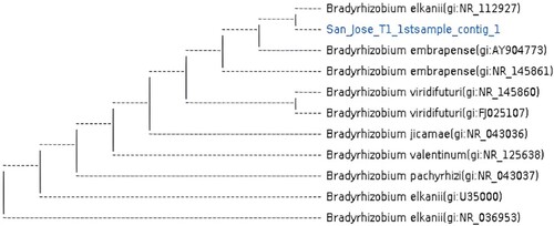 Figure 3. The phylogenetic analysis of mung bean isolates using 16S rRNA gene sequence from San Jose under lahar sediments.