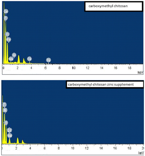 Figure 4. EDX spectral of carboxymethyl chitosan and carboxymethyl chitosan zinc supplement with carbon, nitrogen oxygen, sodium and zinc profile distributed on their surfaces.