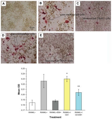 Figure 10 Erythromycin inhibits the amount of RANKL-induced TRAP+ cell formation in murine RAW 264.7 cells. (A–E) Representative TRAP staining (original magnification, ×100): (A) RANKL (−); (B) RANKL (+); (C) RANKL (+) + erythromycin (16 μg/mL); (D) RANKL (+) + cyclodextrin (37 μg/mL); and (E) RANKL (+) + cyclodextrin-erythromycin (53 μg/mL). TRAP+ cells were quantified by Image Analysis software (bottom panel). The value represents TRAP+ cells location quantified as area percentage of TRAP+ cells (%). Values represent averages of triplicate cultures from one representative experiment.Notes: Using analysis of variance, *P < 0.05 refers to RANKL (+) + cyclodextrin 37 μg/mL versus RANKL (−), RANKL (+) + erythromycin 16 μg/mL, and RANKL (+) + cyclodextrin-erythromycin 53 μg/mL; **P < 0.05 related to RANKL (+) + cyclodextrin-erythromycin 53 μg/mL versus RANKL (−); n = 3.Abbreviations: CD, cyclodextrin; EM, erythromycin; RANKL, receptor activator of nuclear factor kappa-B ligand.