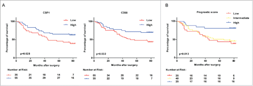 Figure 2. Survival of colon cancer patients categorized by CSF1 and CD68 expression. (A) All colon cancer cases in tissue microarray with follow-up data (n=90) were categorized according to expression of CSF1 (left) and CD68 (right) respectively, and survival analysis between two subgroups was performed. (B) Survival analysis was performed between subgroups based on a prognostic score combined with CSF1 and CD68. Low: CSF1loCD68lo; Intermediate: CSFloCD68hi/CSFhiCD68lo; High: CSF1hiCD68hi. Survival curves were plotted by Kaplan–Meier method and the log-rank test was used to determine statistical significance.