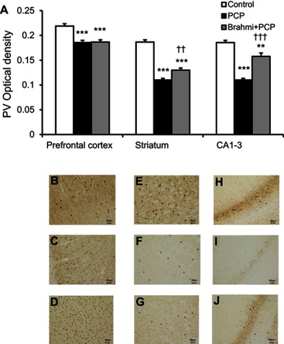 Figure 5 (A) PV optical density in the prefrontal cortex, striatum, and CA1–3 of control, PCP, and Brahmi+PCP groups (n=9/group). Data are mean±SEM. **P<0.01, ***P<0.001 vs control, ††P<0.01, †††P<0.001 vs PCP. (B) Photomicrographs showing PV immunoreactivity in one area of interest (500 μm×500 μm) in the prefrontal cortex of control, (C) PCP administration, and (D) Brahmi+PCP groups, (E) in striatum of control, (F) PCP administration, and (G) Brahmi+PCP groups, (H) in CA1–3 of control, (I) PCP administration, and (J) Brahmi+PCP groups. (20× magnification, scale bar: 50 μm.) PV immunoreactivity of each rat was measured in five areas of interest, and the distance between each area of interest was 500 μm.