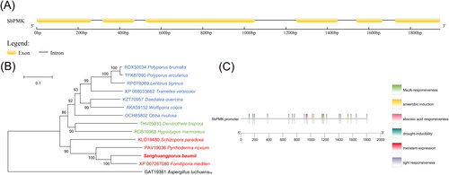 Figure 1. Sequence analysis of SbPMK and its promoter region. (A) Exon and intron sites of SbPMK. (B) Phylogenetic analysis of PMK from S. baumii and other species. (C) Functional elements of the SbPMK promoter.