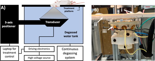 Figure 1. (A) Schematic and (B) Photo of the experimental setup. The anesthetized mouse (i) was placed on the treatment platform (ii) which was secured to the degassed water tank such that only the mouse head was submerged in the water. The tank was continuously degassed throughout the experiment with a degassing system comprising a vacuum pump and membrane filter. The eight-element transducer (iii) was aligned with the center of the tumor via a three-axis motor positioning system, which was controlled by MATLAB. The transducer driving electronics were powered by a high-voltage source.