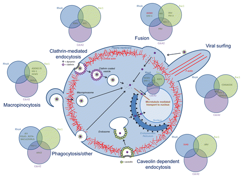 Figure 2. Overview of the role of Rho GTPase signaling in viral entry. Rho GTPases are involved in the different entry mechansims used by diverse viruses: membrane fusion, clathrin-mediated endocytosis, caveolin-dependent endocytosis, phagocytosis and other entry processes, and in viral transport to the nucleus. For each entry process, the involvement of Cdc42, Rac1 and/or RhoA is indicated, in green if the Rho GTPase is upregulated or activated, in red when the Rho GTPase is downregulated or inhibited. Abbreviations; Kaposi’s sarcoma-associated herpesvirus (KSHV), adenovirus 2 (AV2), human cytomegalovirus (HCMV), equine herpesvirus (EHV-1), human immunodeficiency virus (HIV), respiratory syncytial virus (RSV), parainfluenza virus 3 (PIV-3), herpes simplex virus (HSV-1), pseudorabies virus (PRV), hepatitis c virus (HCV), simian virus 40 (SV40), avian reovirus (ARV), Japanese encephalitis virus (JEV), adeno-associated virus 2 (AAV2), vaccinia virus (VV).