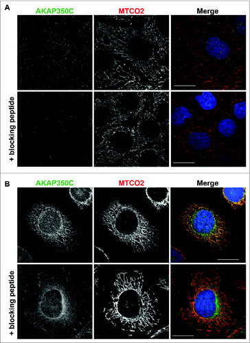 Figure 2. Specificity of AKAP350C antibodies. (A) CaCo2 (colon adenocarcinoma) cells and HeLa cells (B) were grown on collagen-coated coverslips. Cells were stained for AKAP350C (green), mitochondria (MTCO2, red), and nuclei (DAPI, blue). The AKAP350C antibody was pre-incubated with either PBS or 20 μM blocking antigen peptide. (Scale bars: 20 μm).