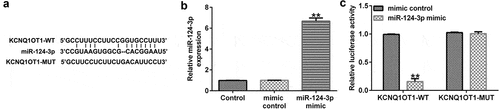 Figure 1. miR-124-3p directly targeted KCNQ1OT1.