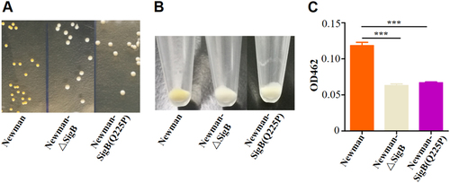 Fig. 2 S. aureus Newman with SigB(Q225P) mutation exhibited the nonpigmented phenotype.a Colonies of Newman, Newman-ΔSigB, and Newman-SigB(Q225P) on TSB plates. b Cell pellets of Newman, Newman-ΔSigB, and Newman-SigB(Q225P) from TSB cultures. c Carotenoids produced by Newman, Newman-ΔSigB, and Newman-SigB(Q225P) were extracted, and the OD462 value was determined (n = 3). ***P < 0.001