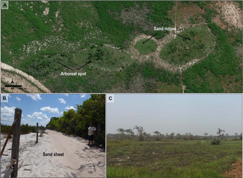 Figure 10. General aspects of the paleo-alluvial fans geomorphological unit. (A) Patches of diverse vegetation that comprises a mosaic of grasslands, shrubs, and arboreal forest spots; (B) Partial view of the sand sheet; (C) View of grasses and palm trees. Location in Figure 2.