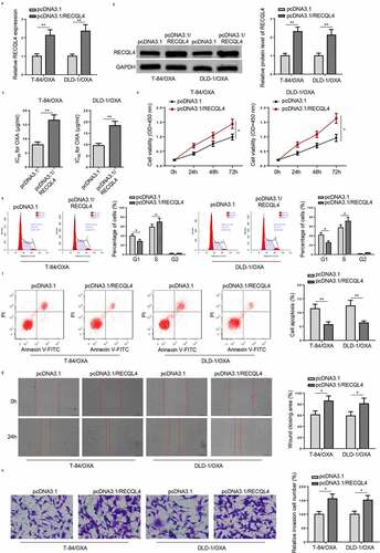 Figure 2. Overexpression of RECQL4 promotes proliferation and metastasis of OXA-resistant COAD cells. (a and b) RECQL4 mRNA and protein levels in T-84/OXA and DLD-1/OXA cells transfected with pcDNA3.1/RECQL4 or pcDNA3.1 were assessed by RT-qPCR and Western blotting. (c) IC50 value of OXA was determined in T-84/OXA and DLD-1/OXA cells treated with pcDNA3.1/RECQL4 or pcDNA3.1 by CCK-8 assay. (d) CCK-8 was used to detect cell viability. (e and f) Flow cytometry was utilized to detect cell apoptosis and cell cycle. (g and h) Wound healing and Transwell assay were utilized to assess cell migration and invasion. The results are presented as the mean ± standard deviation (SD) from at least three independent experiments. *P < 0.05