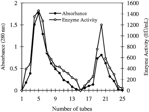 Figure 2. Elution graph of the hCA I and II isoenzymes purified by using Sepharose-4B-L-Tyrosine affinity chromatography.