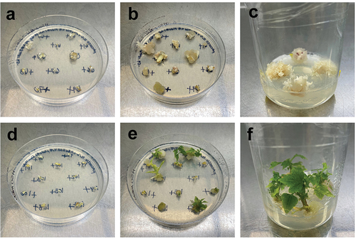 Figure 5. Putative papaya transformants growing on MBN shoot regeneration media with pAC0025 targeting CpPDS (A, B, and C) or negative control vector pAC0026 (D, E, and F). A) pAC0025 transformants immediately after transfer from multiplication media. B) pAC0025 transformants after 4 weeks under lights. C) pAC0025 transformants after 10 weeks under lights. D) pAC0026 transformants immediately after transfer from multiplication media. E) pAC0026 transformants after 4 weeks under lights. F) pAC0026 transformants after 8 weeks under lights.