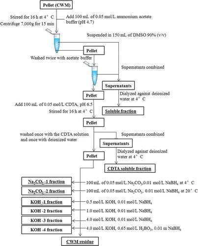 FIGURE 2 Fractionation process of cell wall material from green bean tissue.