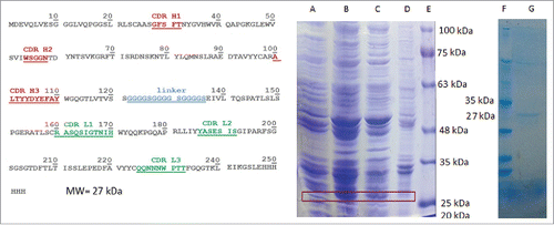 Figure 2. cet.Hum scFv amino acid sequence (in VH-linker-VL format) and expression analysis. (The left panel): The underlined red-colored letters indicate the CDR regions of VH domain and green-colored letters display the CDR regions of VL domain. 6-His tag appears in the C-terminal end of the protein. (The right panel): (A) bacterial cell lysate before IPTG addition, (B) bacterial cell lysate after IPTG addition, (C) supernatant faction after sonication and centrifugation, (D) bacterial pellet, (E) protein ladder, (F) protein ladder, and (G) Hid-tag purified cet. Hum scFv. Addition of IPTG to bacterial culture medium results in expression of a 27 KD protein that appears in supernatant fraction.