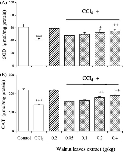 Figure 2.  Effect of oral administration of walnut leaf alcoholic extract at doses of 0.05, 0.1, 0.2 and 0.4 g/kg body wt on hepatic SOD (A) and CAT (B) activities in CCl4-induced hepatotoxicity in rats. Each column represents mean ± SEM for 9 rats. Bars with asterisks indicate differences from control group. Bars with plus indicate differences from CCl4-treated group. ***p < 0.001; +p < 0.05; ++p < 0.01.
