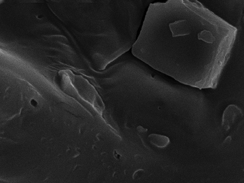 FIGURE 4 (B) Scanning electronic microscopy of passion fruit juice encapsulated in Capsul®, at a magnification of 3000×.