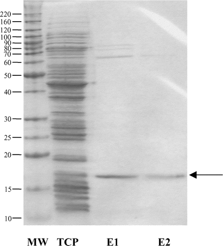 Figure 1. Sodium dodecylsulphate-polyacrylamide gel electrophoresis of the purified FimH156. MW, molecular mass (kDa); TCP, total cell protein (soluble+insoluble fraction); E1 and E2, elution fractions 1 and 2 after Ni-NTA purification. E1 and E2 were mixed to give the final vaccine. Arrow, FimH156 (17 kDa).