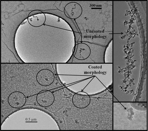 FIG. 4 TEM micrographs of 150 nm (mobility diameter) soot before and after coating with 100 nm of DBP. Upper quadrants: uncoated soot shows a filamentary structure. Lower quadrants: soot that has been coated with DBP shows a more compact structure than it had before coating. Note that only the cores of the coated particles are visible.