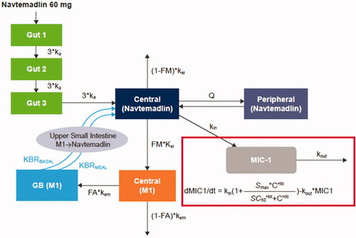 Figure 1. Schematic of PPK and PK/PD models. The outline indicates the addition of MIC-1 to the PPK model to create the PK/PD model. PPK model equations: dnc/dt=I−(kel+Q/V2)*nc+Q/V3*np+MWTR*KBRMEAL*mg*MEALTIME+MWTR*KBRBASAL*mg dmc/dt=kel*FM/MWTR*nc−kem*mc dnp/dt=Q/V2*nc−Q/V3*np dmg/dt=FA*kem*mc−KBRMEAL*mg*MEALTIME− KBRBASAL*mg C: navtemadlin concentration; FA: fraction of rate M1 excreted in the gall bladder to the total M1 elimination rate kem; FM: fraction of rate navtemadlin metabolised to M1 to the total navtemadlin elimination rate kel; GB: gall bladder; I: amount from the absorption compartment; ka: absorption rate; Hill: Hill coefficient; KBRBASAL: bile acid base release rate in gall bladder; KBRMEAL: bile acid incremental release rate in gall bladder during meal; kel: navtemadlin elimination rate; kem: M1 elimination rate; kin: response formation rate; kout: response elimination rate; M1: navtemadlin acyl glucuronide metabolite; mc: M1 amount in metabolite central compartment; MEALTIME: flag for meal time (0 for non-meal time, 1 for meal time); mg: M1 amount in gallbladder compartment; MWTR: molecular weight ratio between navtemadlin and M1; nc: navtemadlin amount in central compartment; np: navtemadlin amount in peripheral compartment; Q: intercompartmental clearance; SC50: drug concentration producing 50% of Smax; Smax: maximum stimulatory effect; t: time; V2: volume of navtemadlin central compartment; V3: volume of navtemadlin peripheral compartment.