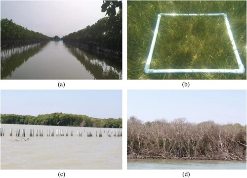 Figure 10. In-situ pictures of the regional indicators validity test. (a) the Silvo fisheries in the Saying Demak district, Indonesia; (b) the seagrass sample area in the Banggai district, Central Sulawesi, Indonesia; (c) the protection belt was broken by the wave in Indonesia; (d) the coast of Sayung sub district in central JAVA, Indonesia. They are provided by Dewayany Sutrisno.