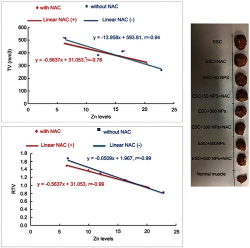 Figure 2 Effects of different ZnO-NPs doses on TV in mm3 and RTV in ESC bearing mice on the 4th and 8th day in different treated groups. The data represent the mean±SE (n=5).Abbreviations: TV, tumor volume; RTV, relative tumor volume; ESC, ehrlich solid carcinoma; SE; standard error; ZnO-NPs, zinc oxide nanoparticles; NAC, N-acetyl cysteine.