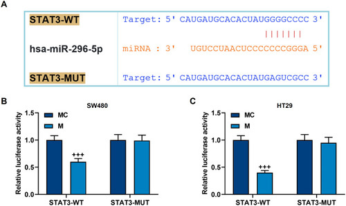 Figure 6 The targeted binding of miR-296-5p to STAT3. (A) TargetScan was used to predict the binding sequence of miR-296-5p and STAT3. (B and C) Dual luciferase experiment confirmed that miR-296-5p can bind to STAT3 in SW480 and HT29 cells. All experiments were repeated three times to obtain average values. +++p<0.001 vs MC.