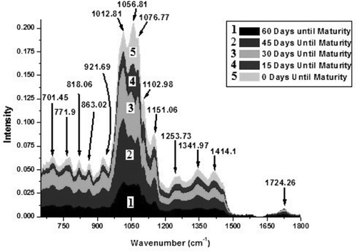 Figure 1. Fourier-transform infrared spectra in the range 650–1800 cm–1 of Cameo apple fruit at five different stages of its maturation process. The five different stages 1, 2, 3, 4, and 5 are corresponding to 60, 45, 30, 15, and 0 days, respectively, until the fruit maturity. The figure shows that the intensity of each peak increases during each 15-day growth period which indicates that the concentrations of each constituent component increase continually throughout the growth cycle. The rate at which the intensity increases was highest during the first growth period (days between stage 1 and 2) and continually decreased during the growth cycle.